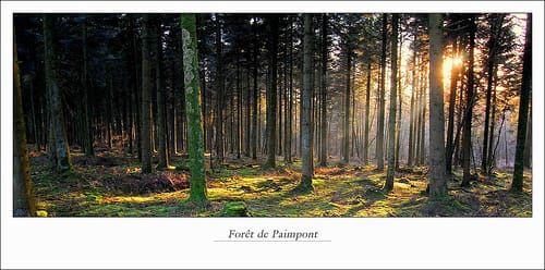 Bosque en Bretaña