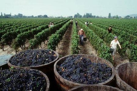 Burdeos vitivinícola