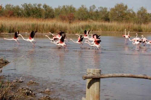 El Parque Ornitológico Pont de Gau, en la Camargue