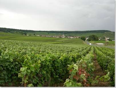 Reims - viñedos