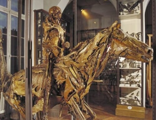 Museo Fragonard de Alfort y su colección de écorchés