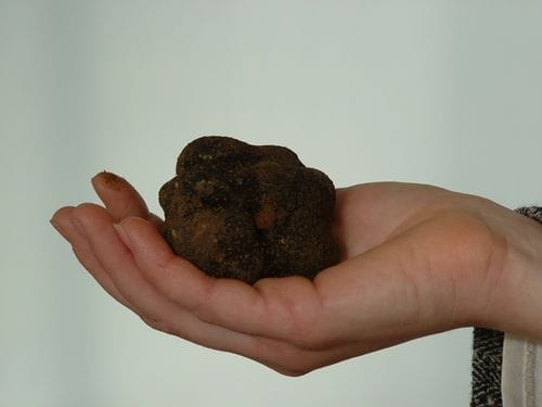 Las Trufas negras del Perigord